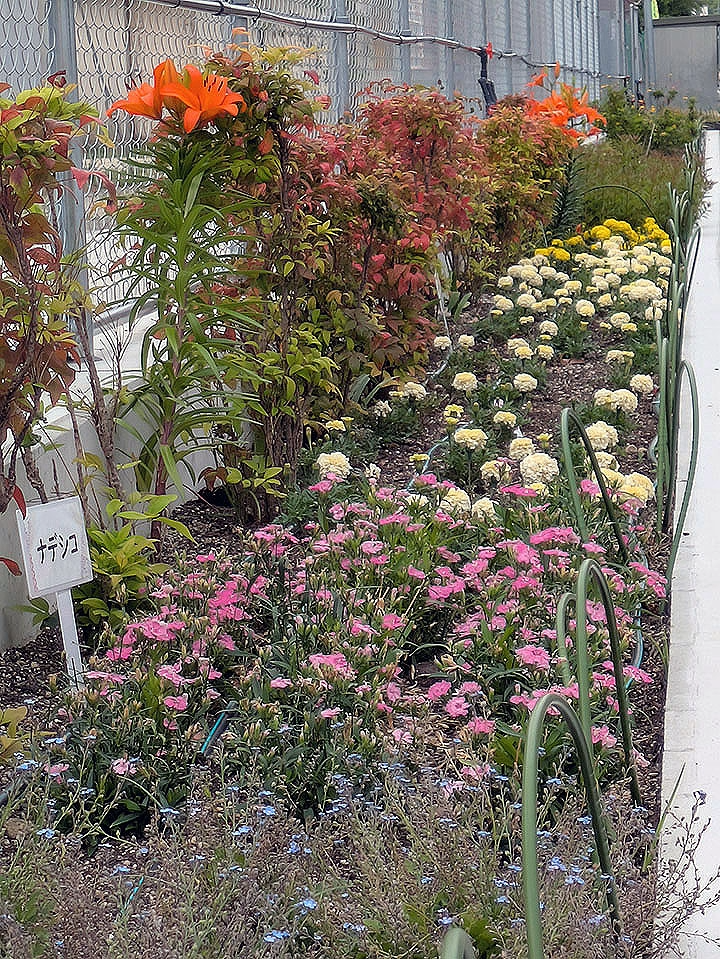 ほかの花壇